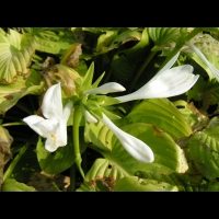 Hosta Plantaginea (fam Liliacees) (Chine) (03)